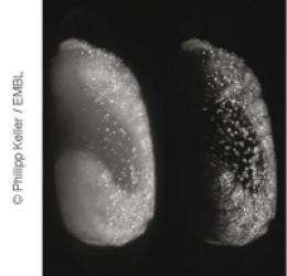 Digital embryo gains wings