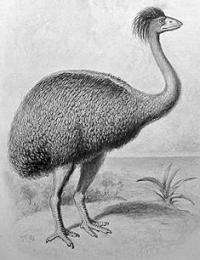 Elephant bird probably wiped out by nest raiders and habitat loss