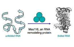 Evolutionarily Young Protein Helps Ancient RNA Get Into Shape