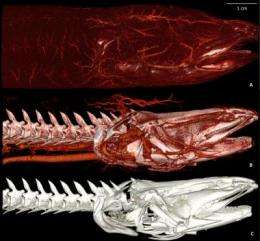 Feast and famine: MRI reveals secrets of animal anatomy