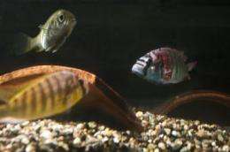 Female fish -- and humans? -- lose interest when their male loses a slugfest