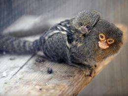 File photo of a young marmoset being carried by its father