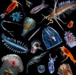 First census of marine life reveals thousands of new species