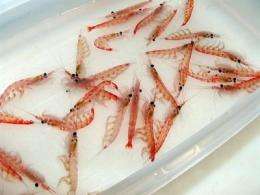 First nearshore survey of Antarctic krill reveals high density, stable population in shallow waters