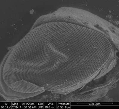 Fly Eye Paves the Way for Manufacturing Biomimetic Surfaces
