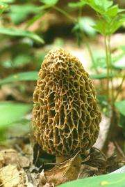 Genetic analysis reveals history, evolution of an ancient delicacy -- morels