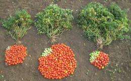 Genetic key discovered to dramatically increase yields and improve taste of hybrid tomato plants