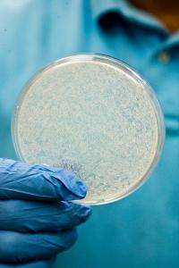 Genetic patterns rise from huge yeast samples