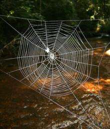 Giant spiders cast webs over river using super biomaterial