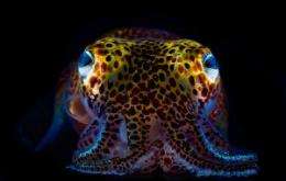 Glowing Squid Illuminate Immune System Function