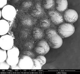 Glue, fly, glue: Caddisflies' underwater silk adhesive might suture wounds
