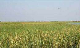 Grant to study effects of oil and dispersants on Louisiana salt marsh ecosystem