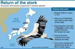 Graphic on the reintroduction programme of the oriental white stork to the Japanese town of Toyooka