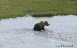 Grizzly bears move into polar bear habitat in Manitoba, Canada
