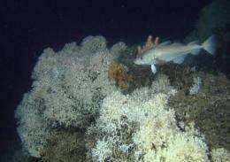 Human impacts on the deep seafloor