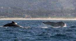 Humpback whales (C) rise out of the water off the coast near Sydney