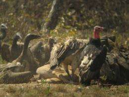Increase in Cambodia's vultures gives hope to imperiled scavengers