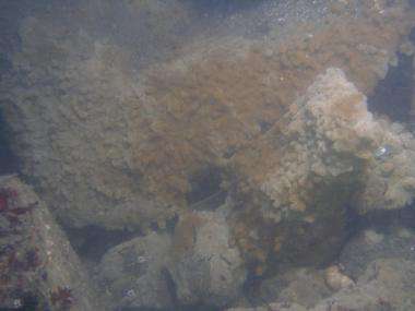 Invasive 'tunicate' appears in Oregon's coastal waters
