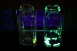 Jewel-toned organic phosphorescent crystals: A new class of light-emitting material