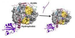 Key enzyme discovered to be master regulator in protein-protein reactions