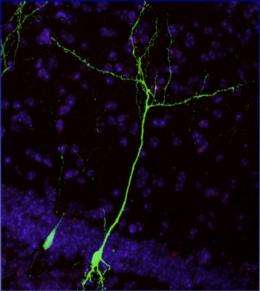 Light-controlled neo-neurons in the brain