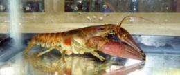 Long-term lake study suggests ecological mechanism may control destructive crayfish