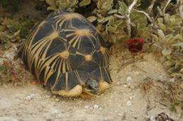Madagascar's radiated tortoise threatened with extinction