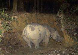 Malaysian wildlife officials plan to trap a rare female Borneo rhino caught on camera to mate with a rescued lone male