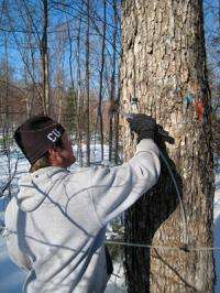 Maple sap will flow a month earlier, in 100 years
