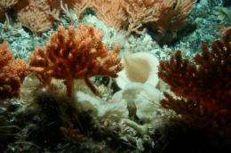 Marine scientists unveil the mystery of life on undersea mountains