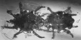 Mating mites trapped in amber reveal sex role reversal