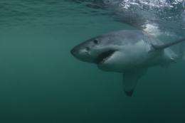 Mediterranean home to great white sharks