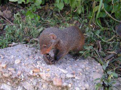 Mongoose traditions shed light on evolution of human culture