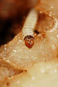 Moth larvae saliva boosts yield of Colombian spud