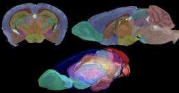 Mouse brain seen in sharpest detail ever