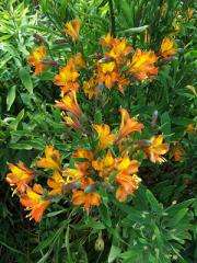 New 'lily' Tangerine Tango can jazz up summer gardens