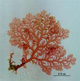 New marine plant identification guide for Panama's Eastern Pacific