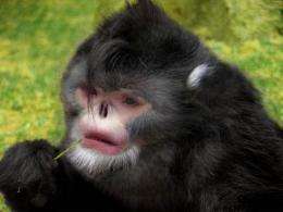 New snub-nosed monkey discovered in Northern Myanmar