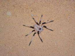 New spider species discovered by University of Haifa scientists