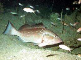 New study reveals red grouper to be 'Frank Lloyd Wrights of the sea'