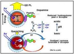 NRL scientists unravel complex quantum dot-dopamine interactions