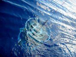 Ocean acidification changes nitrogen cycling in world seas