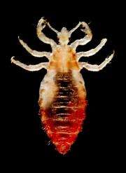 Of lice and man: Researchers sequence human body louse genome
