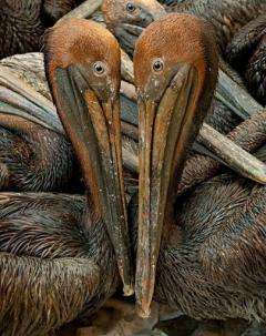 Oil covered brown pelicans found off the Louisiana coast and affected by the BP Deepwater Horizon oil spill