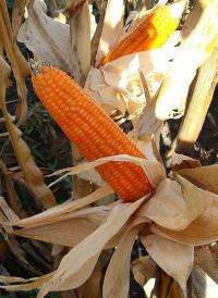 Orange corn holds promise for reducing blindness, child death