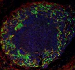 Origin of cells associated with nerve repair discovered