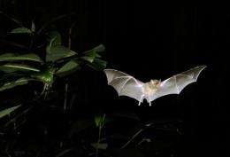 Pallas bat (Photograph courtesy Brock Fenton via National Geographic)