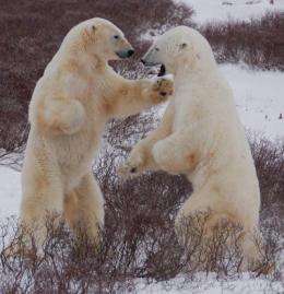 Polar bears still on thin ice, but cutting greenhouse gases now can avert extinction