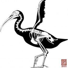 Prehistoric bird used club-like wings as weapon
