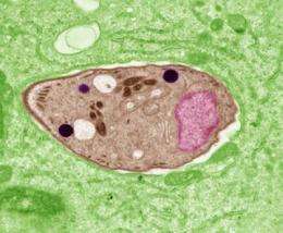 Protein helps parasite survive in host cells